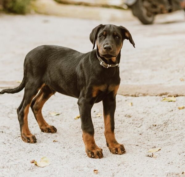 pet care alerts system