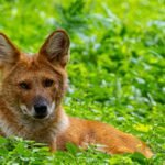 zenith contact number provided