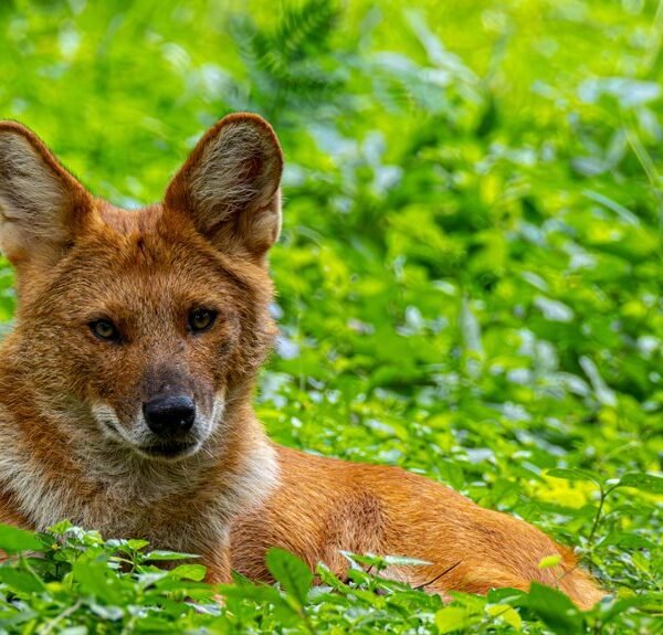 zenith contact number provided